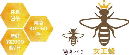 体長3倍、寿命40～50倍、産卵約2000個/日